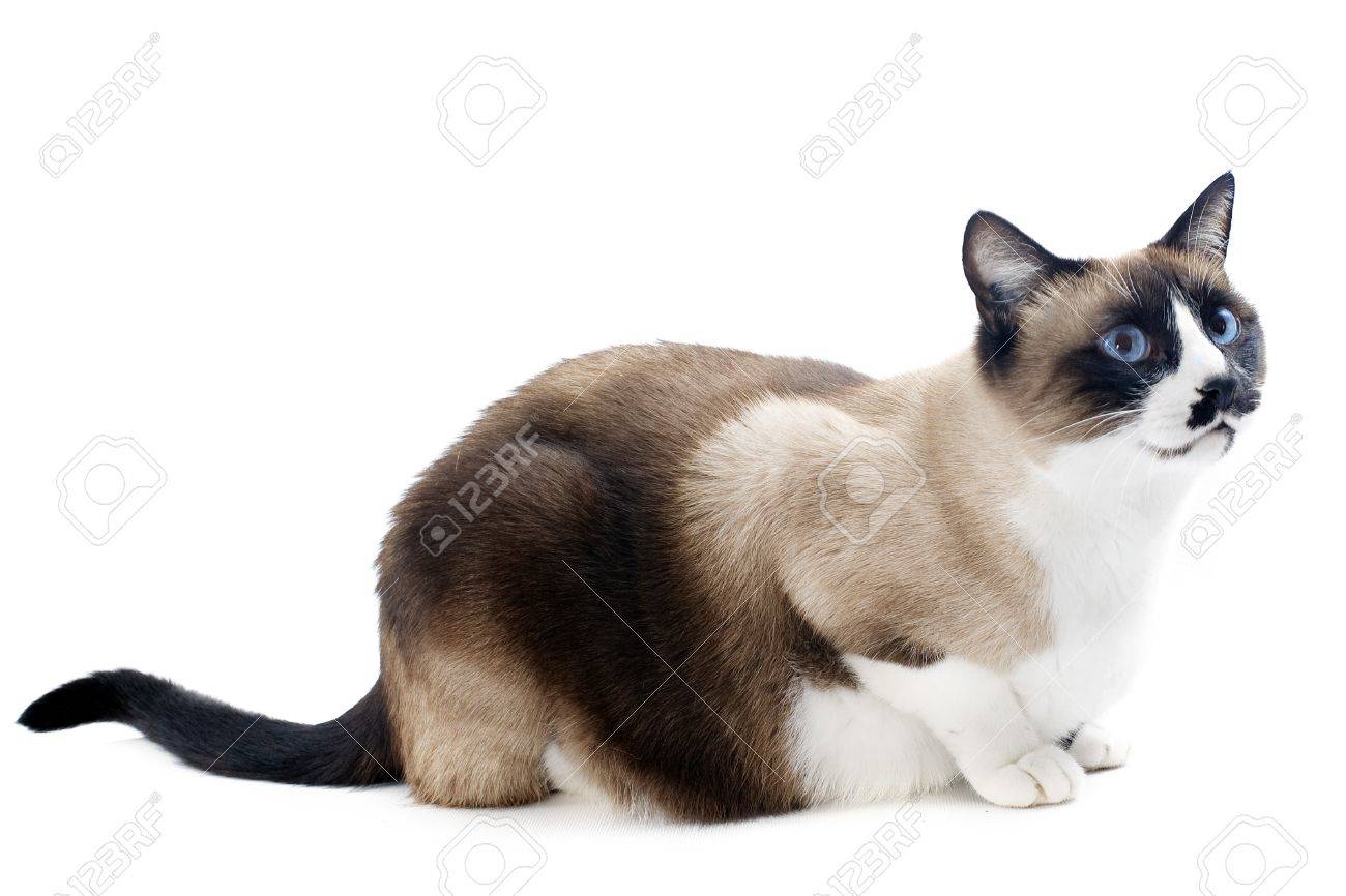 Foto de archivo , hermoso gato siamés raza pura delante de fondo blanco