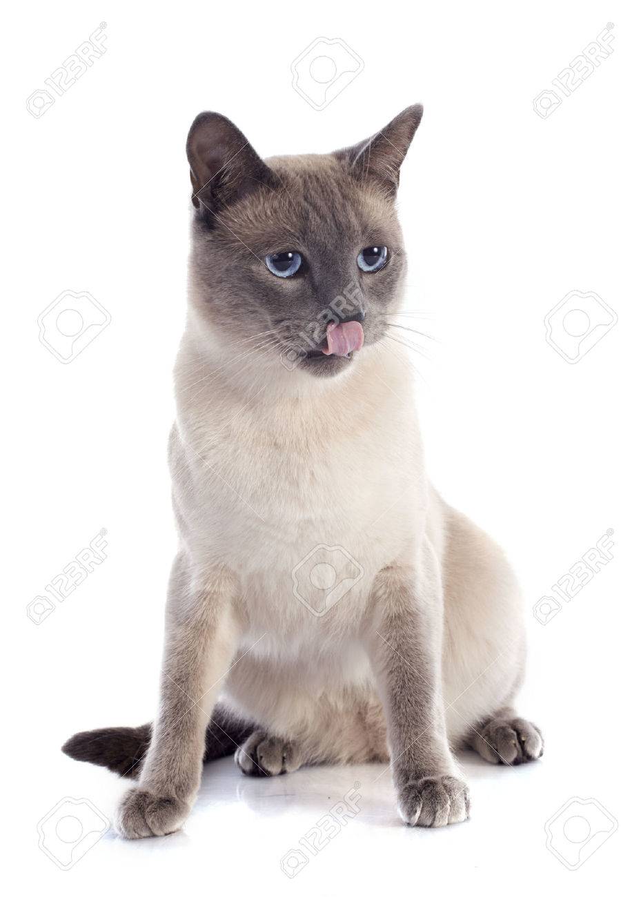 Foto de archivo , hermoso gato siamés raza pura delante de fondo blanco