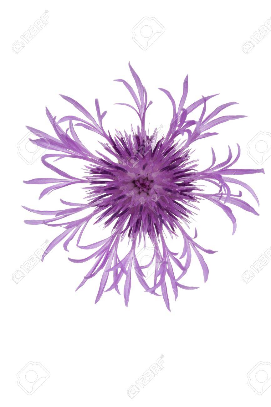 Single Flower White Background No Watermark