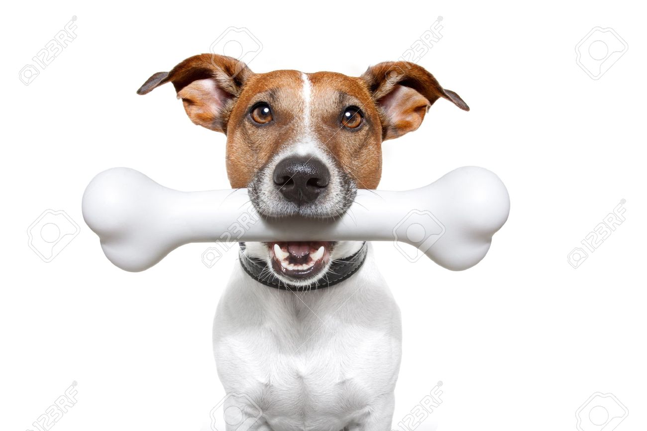 13005628-dog-with-a-bone-in-mouth-Stock-