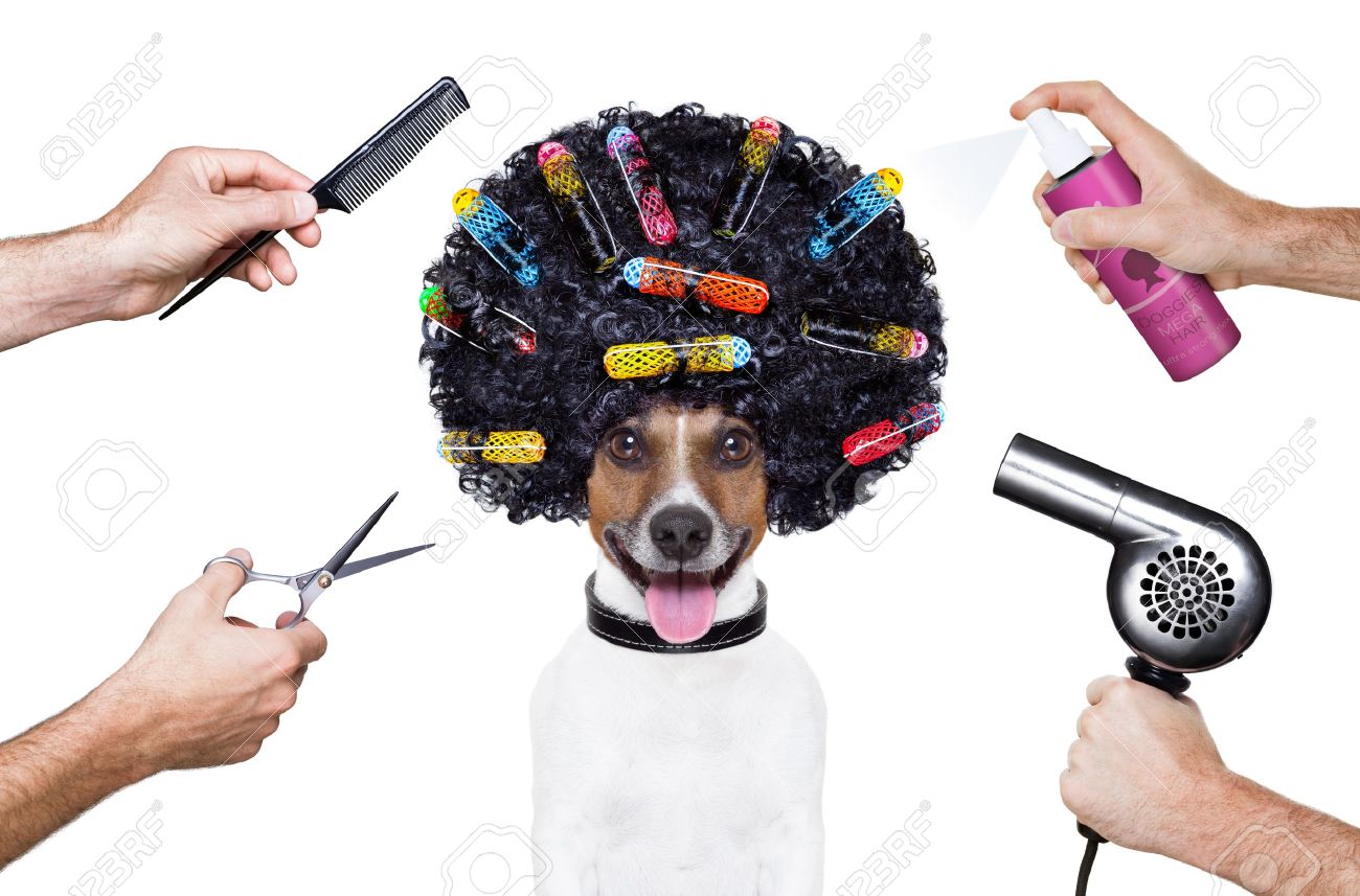 Hond trimmen royalty vrije foto's, plaatjes, beelden en stock ... Slaapkamer donker meubilair