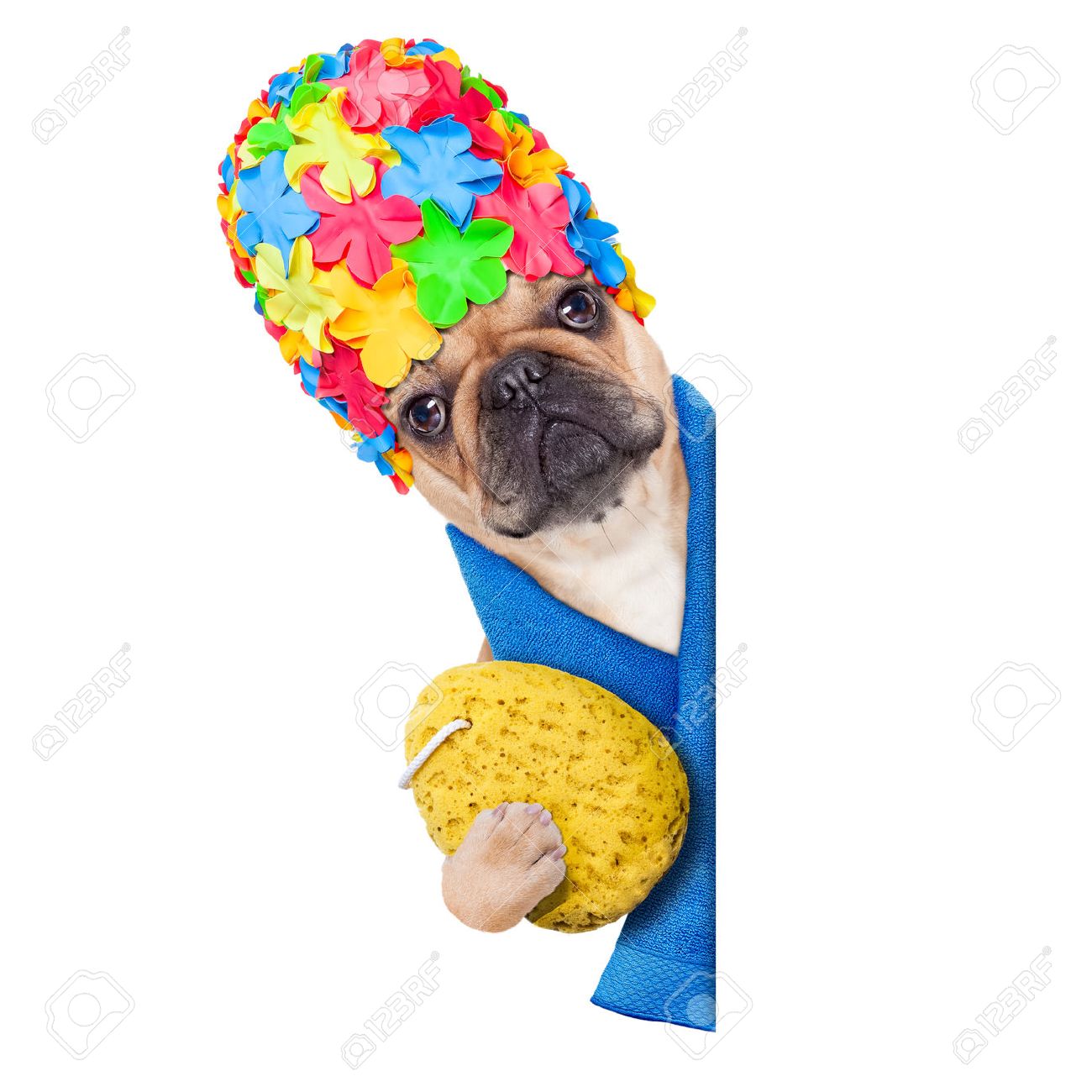 archivio fotografico cane bulldog francese pronto a fare un bagno o una doccia indossando una cuffia in possesso di una spugna accanto a una bandiera