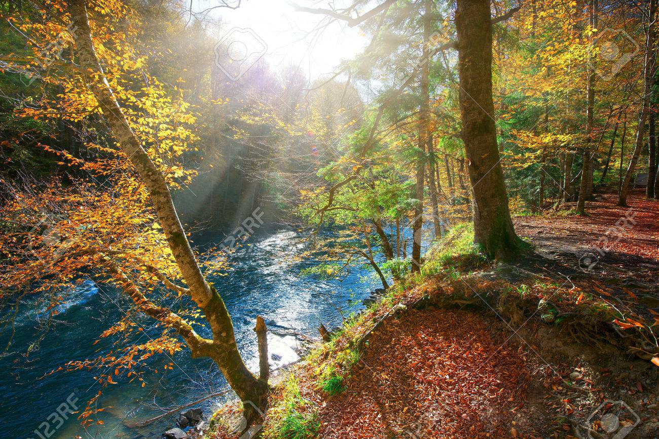 http://previews.123rf.com/images/dariy/dariy1410/dariy141000037/33034812-Sch-ner-Morgen-im-nebligen-Herbst-Wald-mit-Sonnenstrahlen-Lizenzfreie-Bilder.jpg
