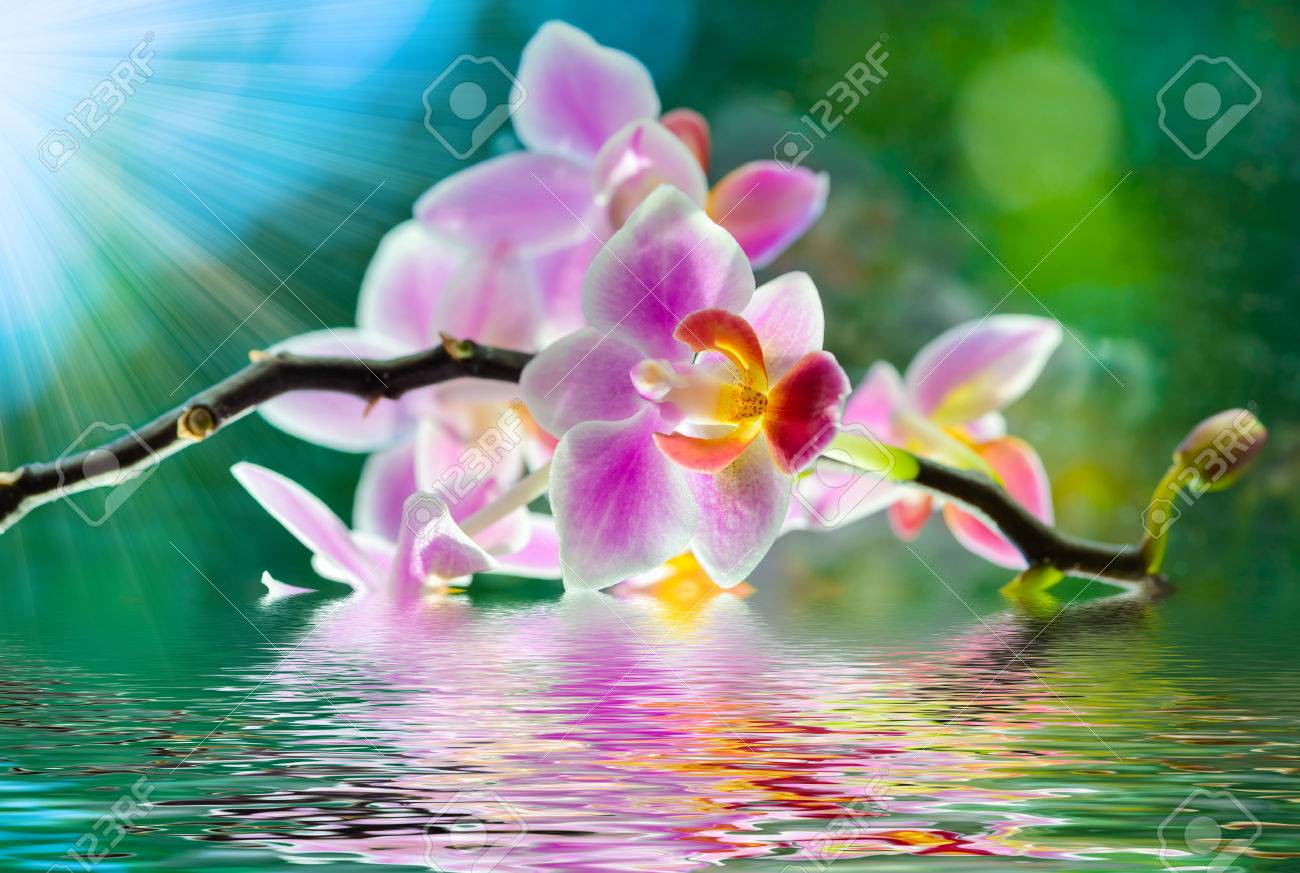 Foto de archivo , sol hermoso ramo de flores de orquídeas brilla