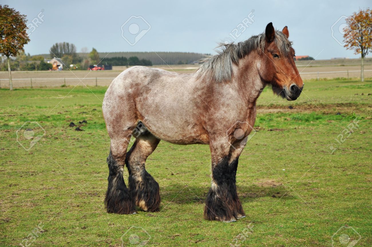 26789585-Dutch-Heavy-Draft-Horse-in-a-meadow-near-Sint-Philipsland-in-the-province-of-Zealand-the-Netherlands-Stock-Photo.jpg