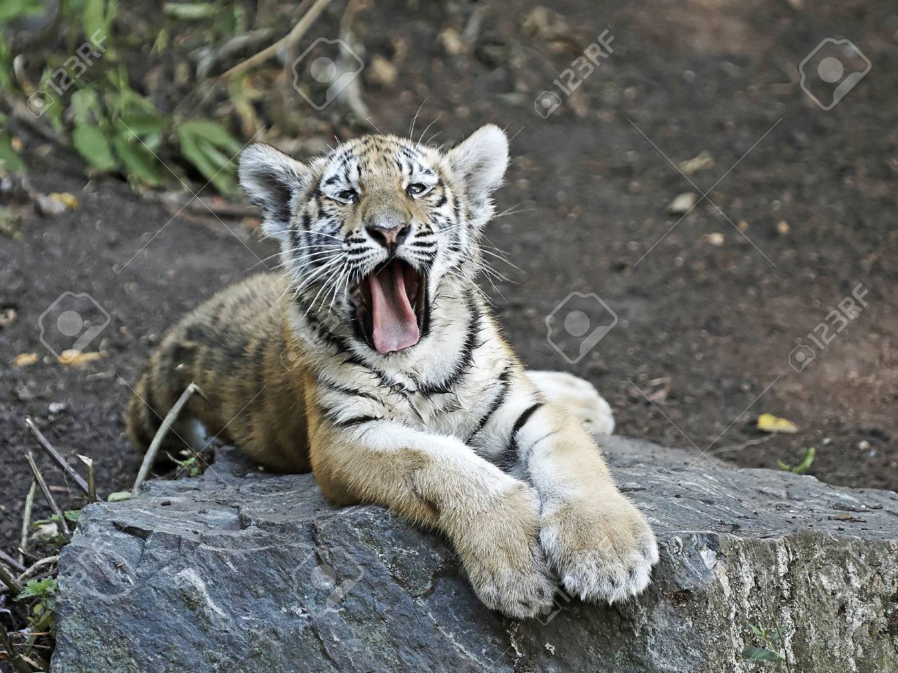 새끼 호랑이.jpgif | 인스티즈