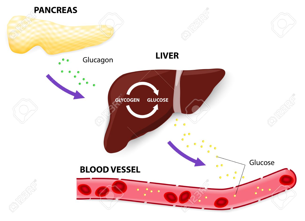 Trường Đai Thì Đoản Thọ 7 27551988 glucagon is a hormone of the pancreas the pancreas releases glucagon when blood glucose levels fall
