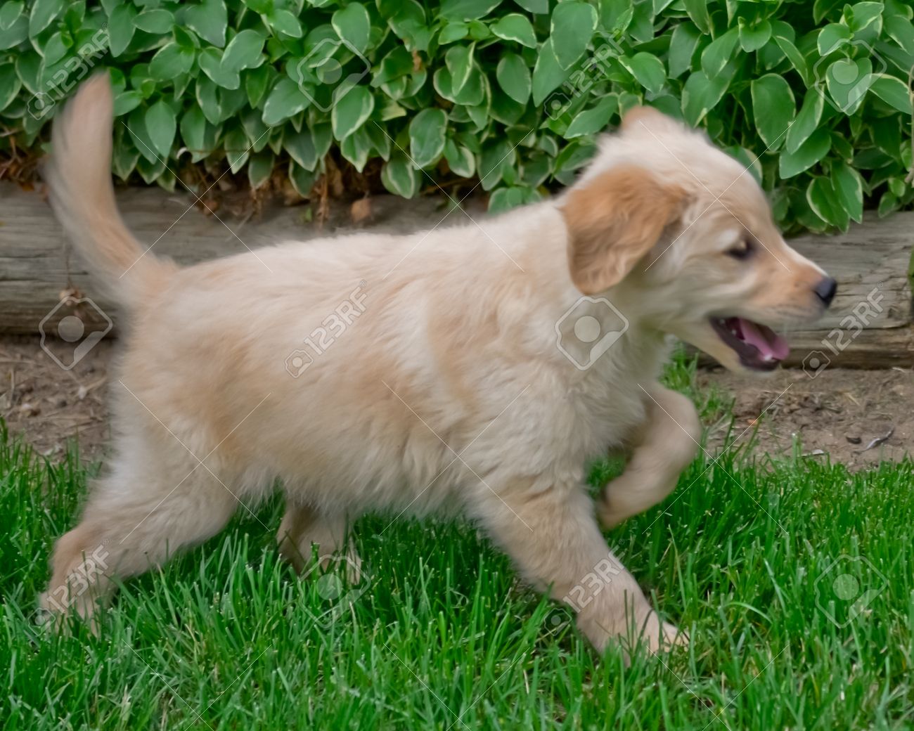 Image result for puppy wagging tail
