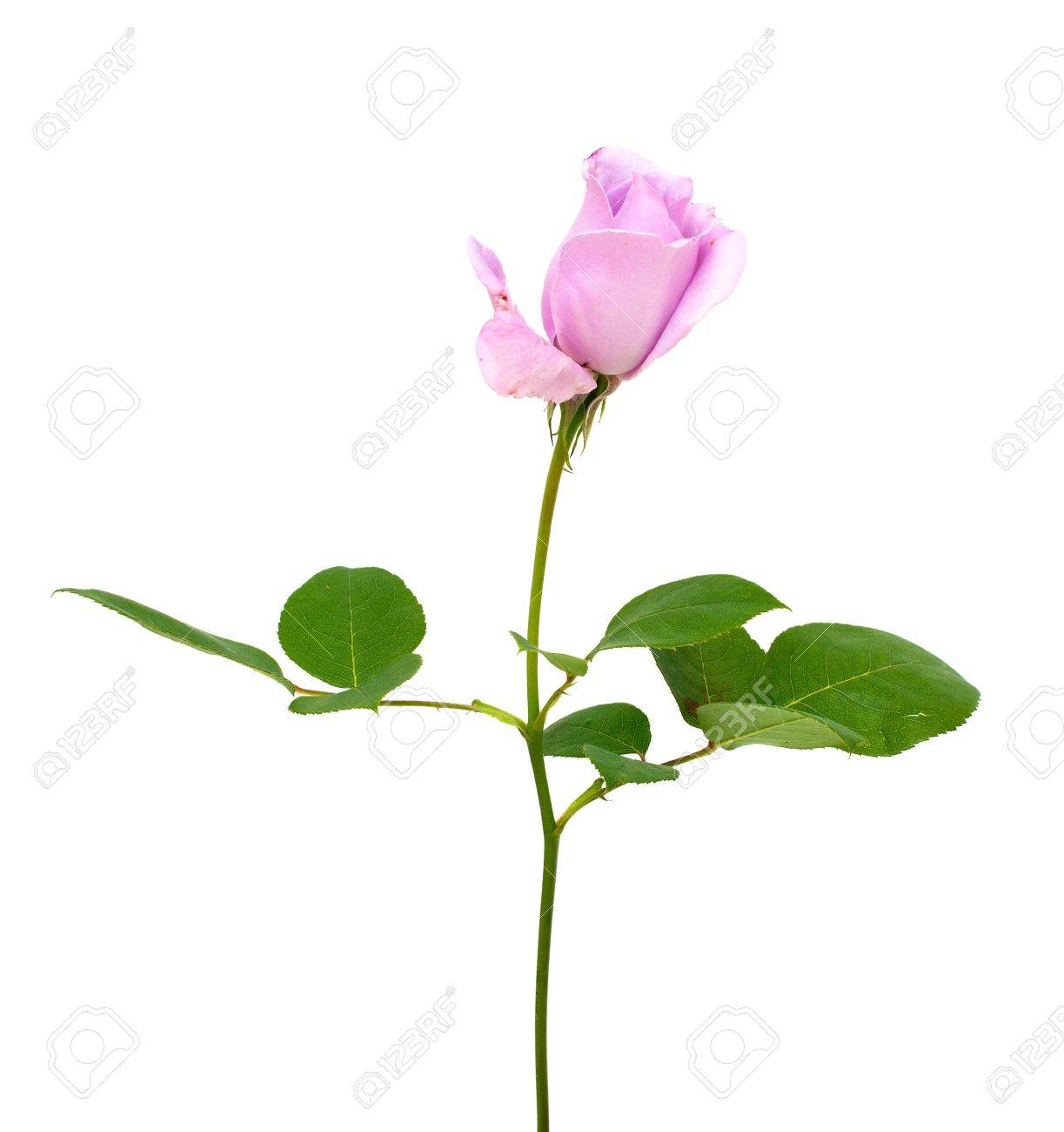 Purple Rose White Background