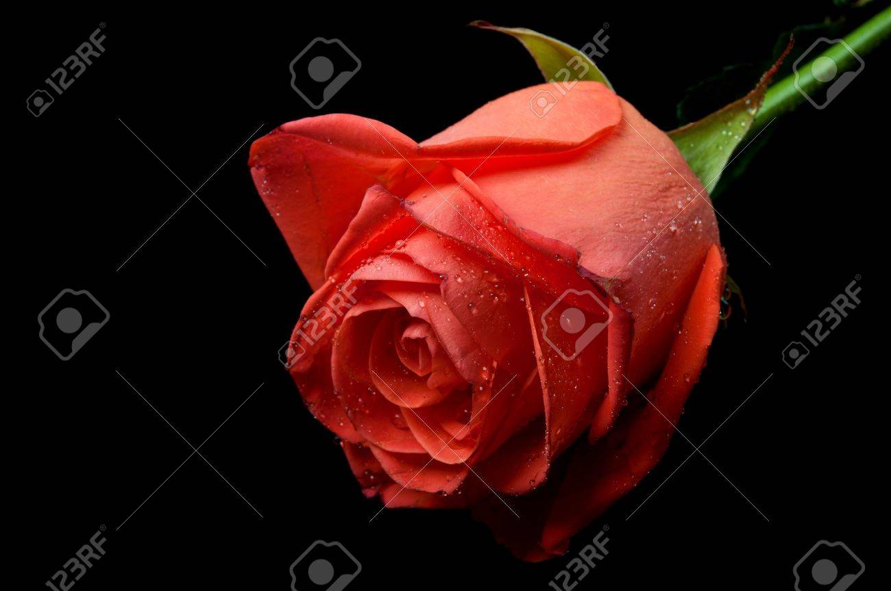 Red Roses With Water Drops With Black Background