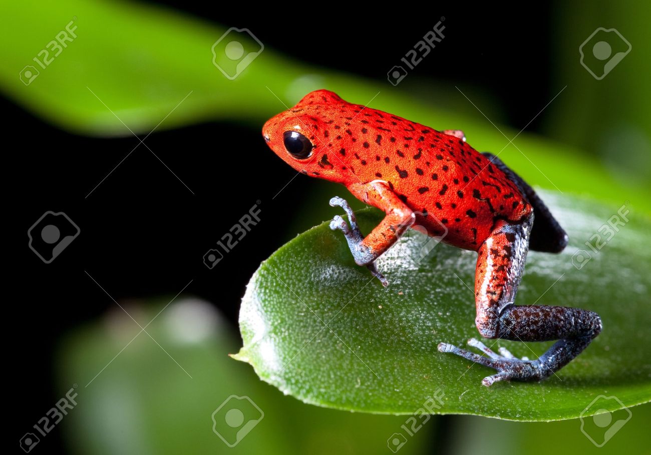 Costa rica frog royalty vrije foto's, plaatjes, beelden en stock ... Levendige achtergrond rode