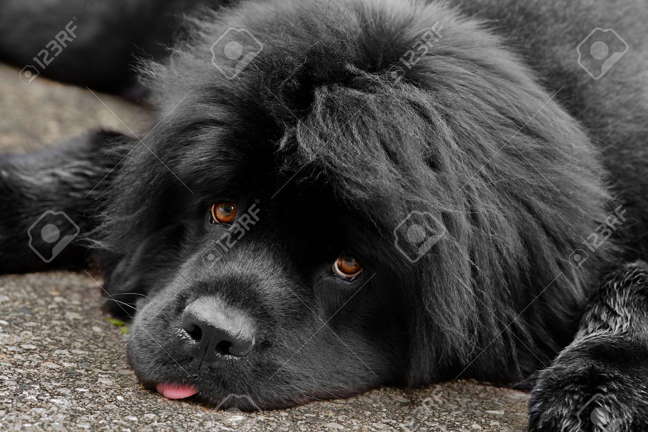 5858633-Newfoundland-Dog-Stock-Photo.jpg