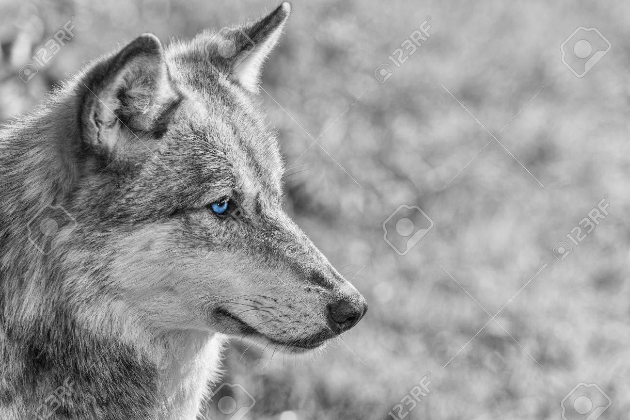 Zwart wit foto van de noord amerikaanse grijze wolf, canis lupus ...