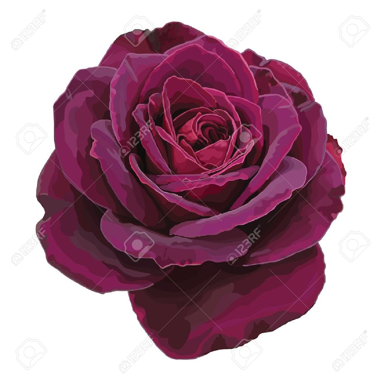 Purple rose isolated on a Purple rose isolated o...