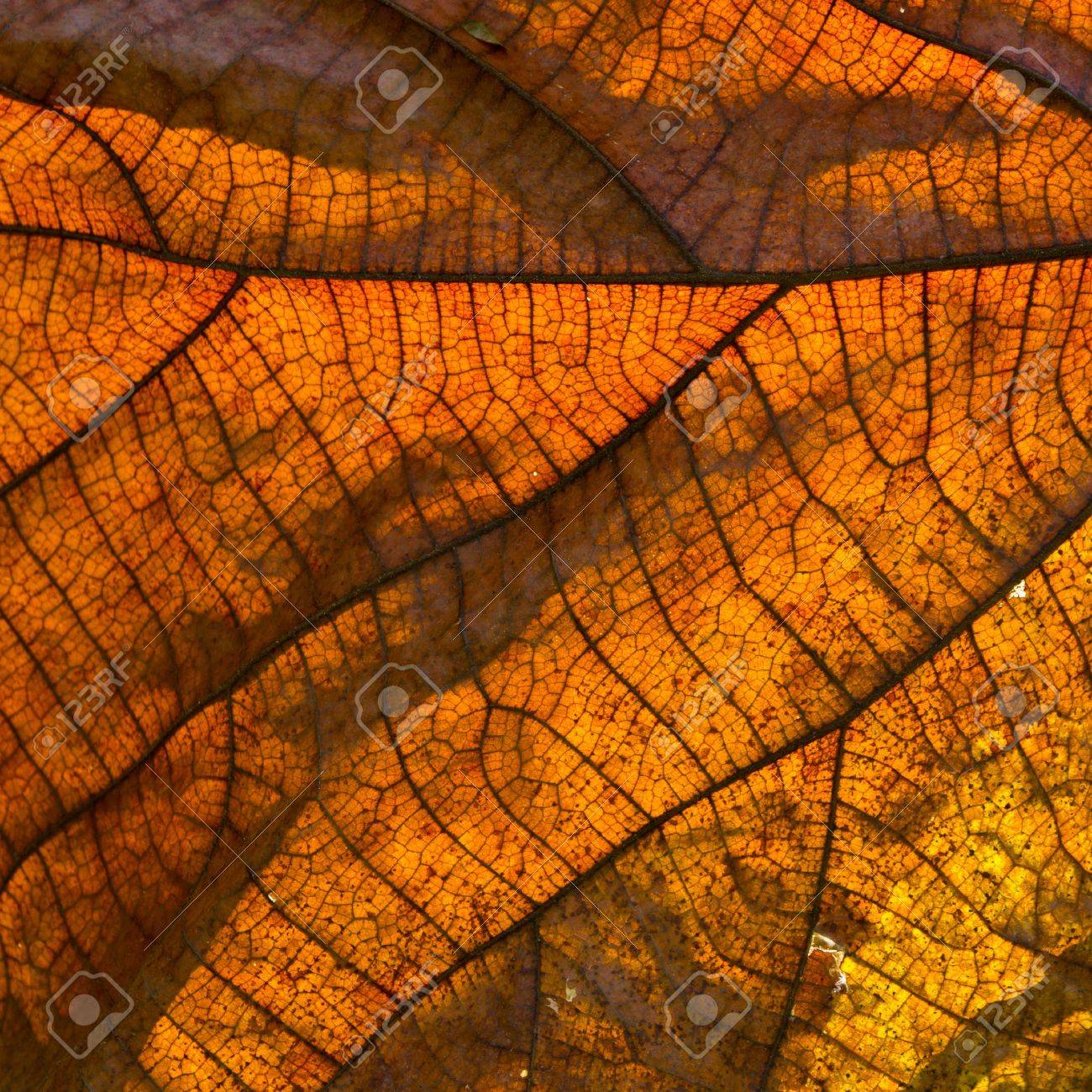 Teakbaum Blatt sdatec.com
