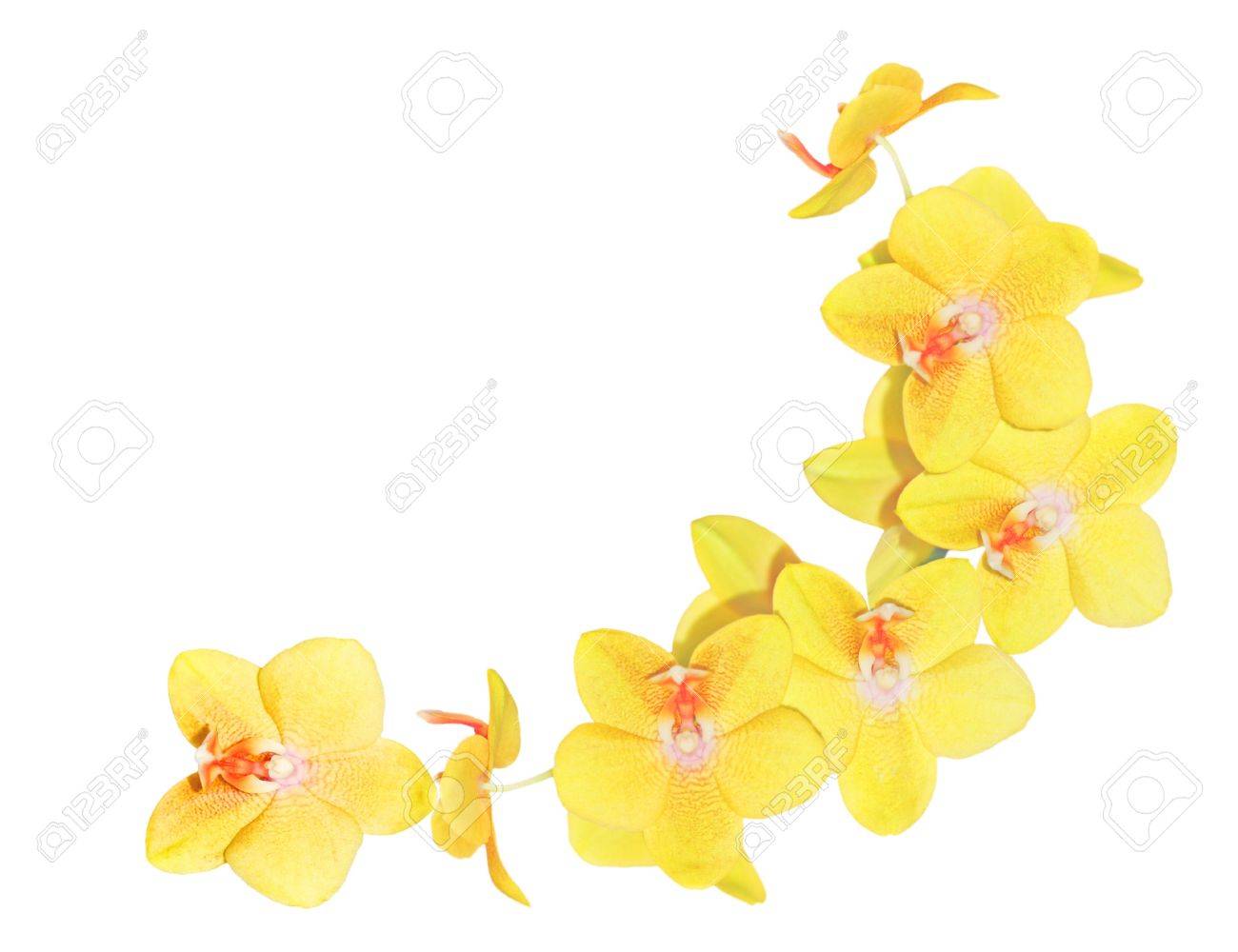 White Orchid Background