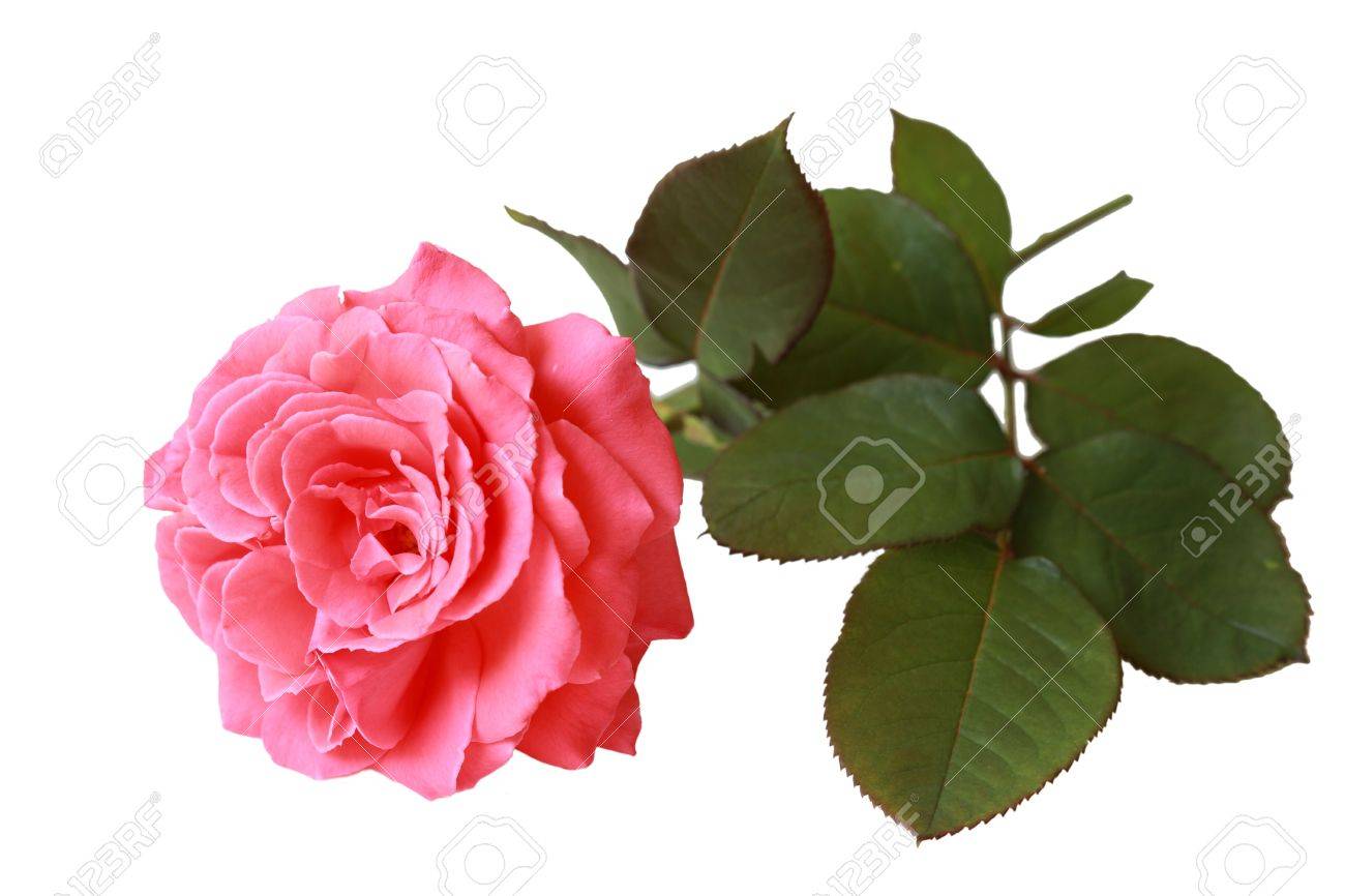 Single Pink Rose White Background