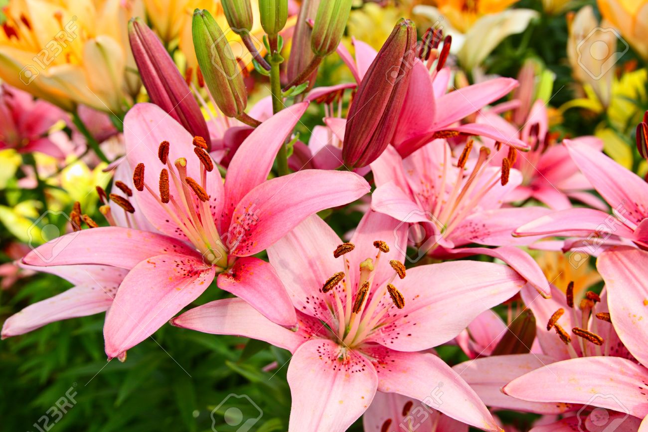 Afficher limage dorigine