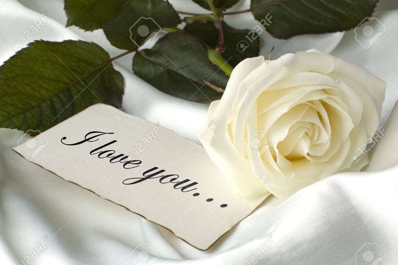 White Rose I Love You White Rose I Love You