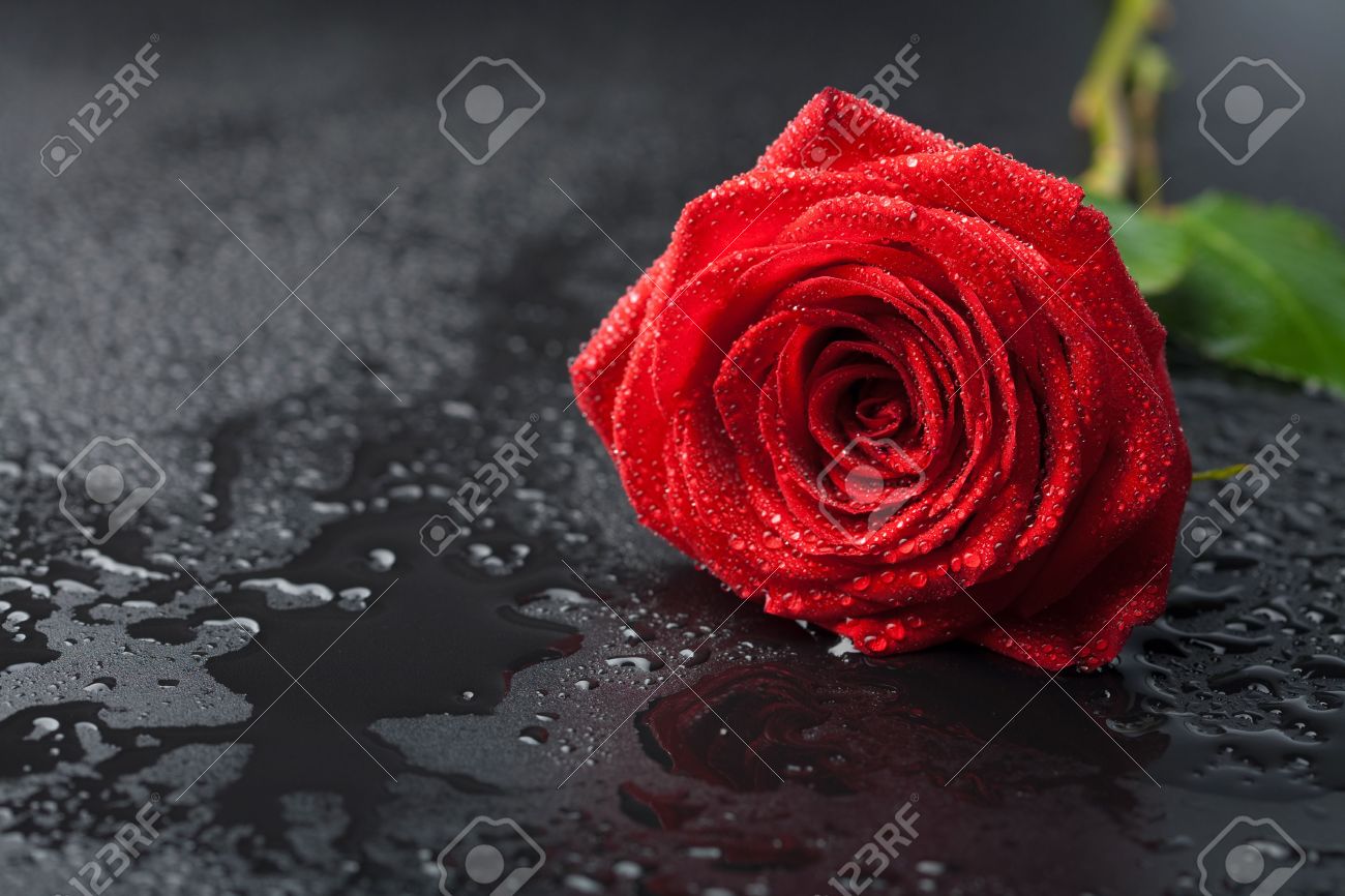 Red Roses With Water Drops With Black Background