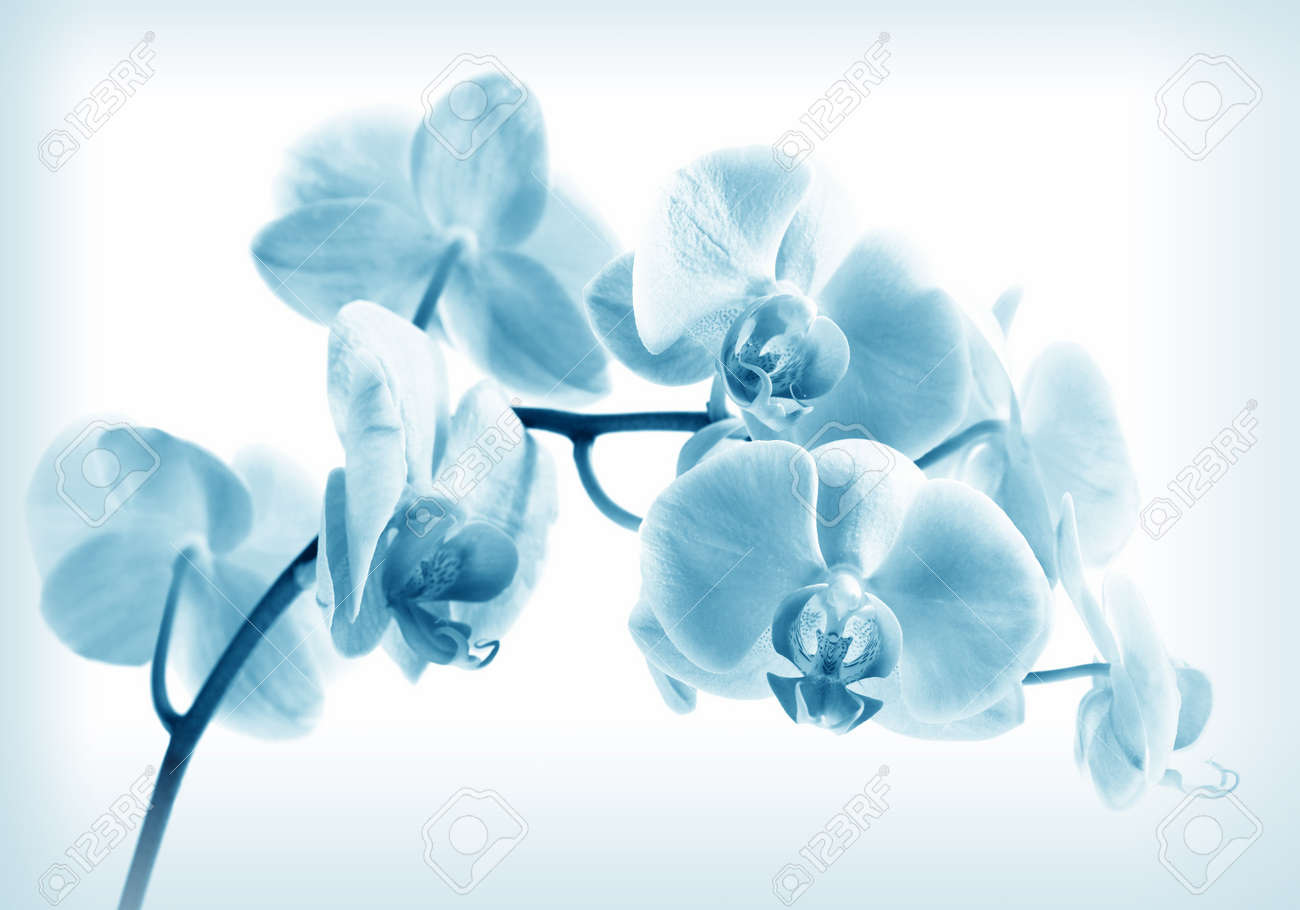 Orchid Phalaenopsis Blue