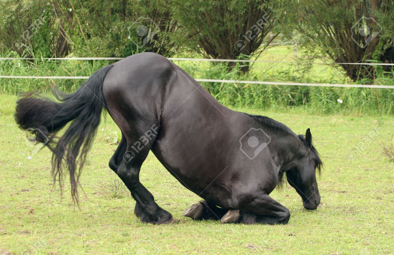 2226995-A-trained-Friesian-horse-lying-down-in-a-bow--Stock-Photo.jpg