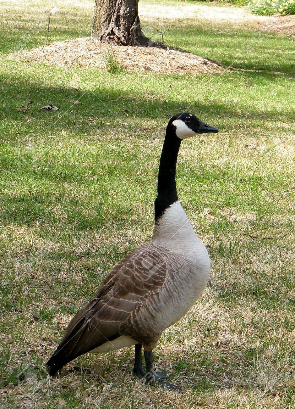 canada goose outlet usa fake canada goose outlet usa fake