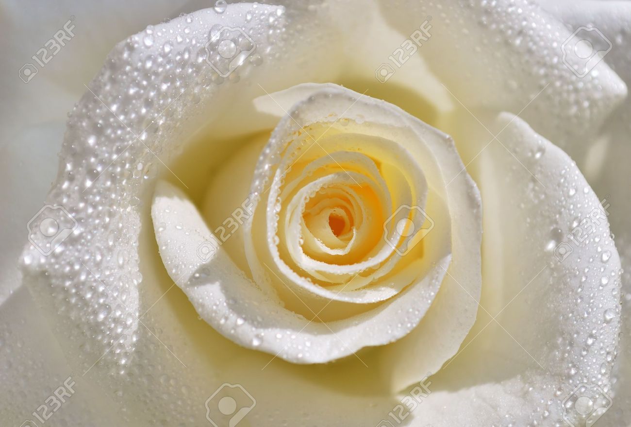 White Rose With Water Drops