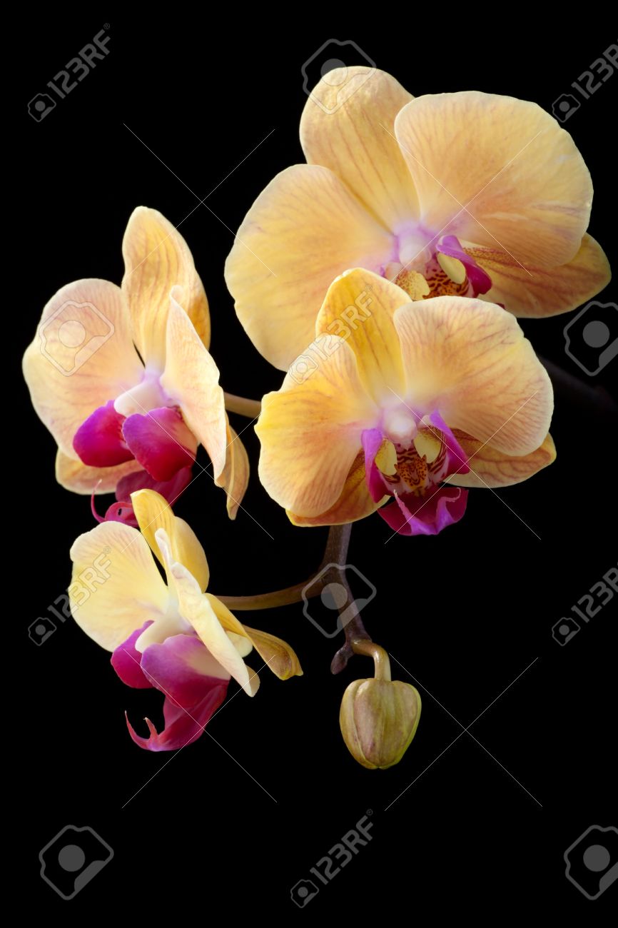 Orchid Phalaenopsis Colors