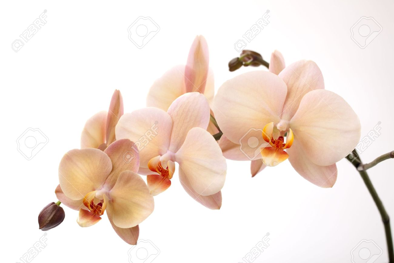 Orchid Phalaenopsis Colors