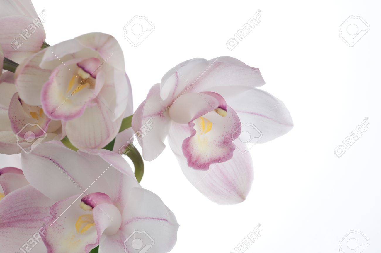 Orchid Cymbidium White Orchid Cymbidium White