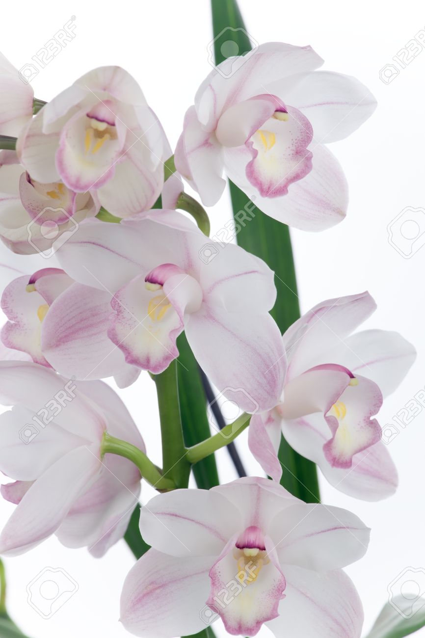 Orchid Cymbidium White Orchid Cymbidium White