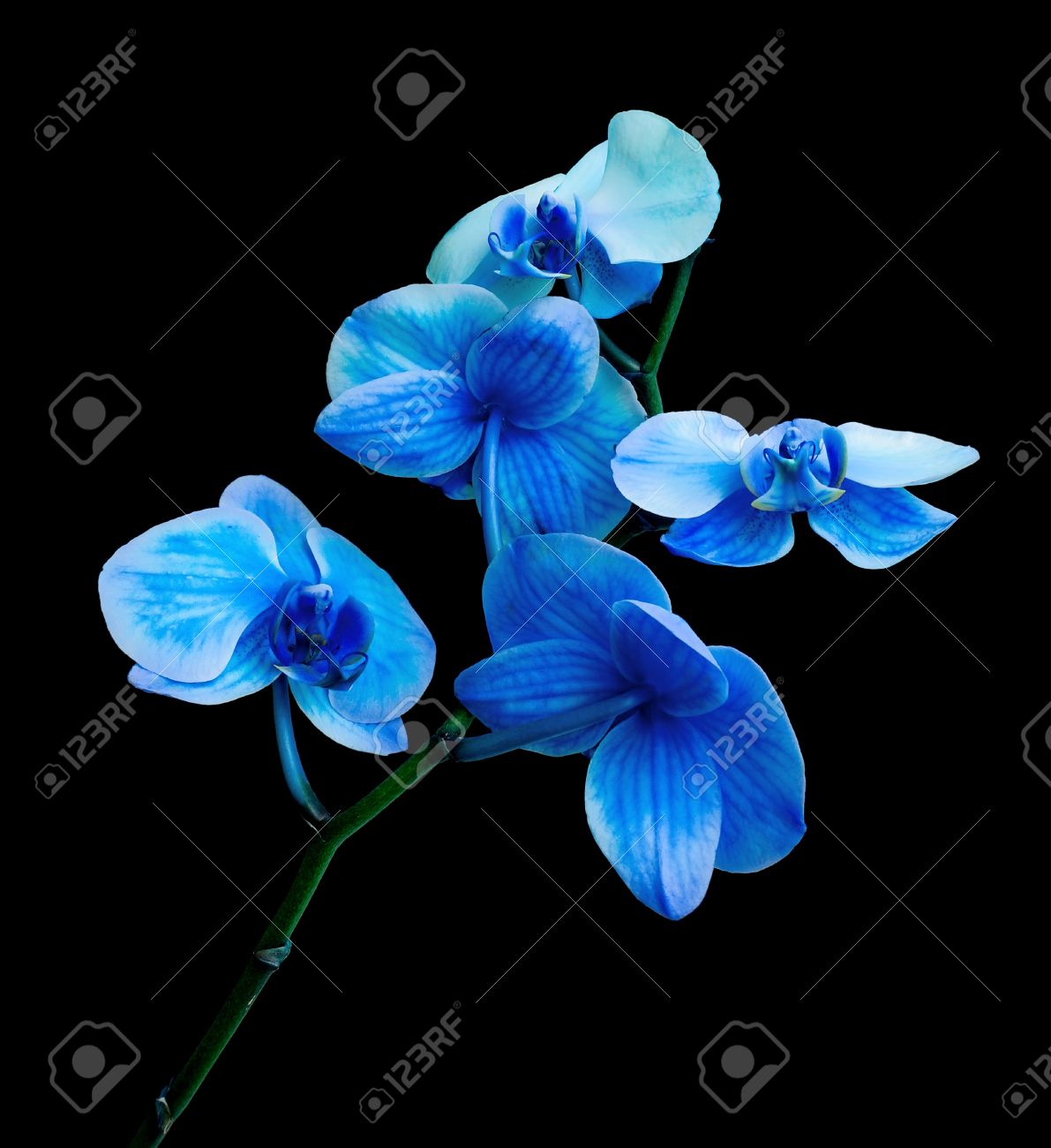 Blue Orchid Background