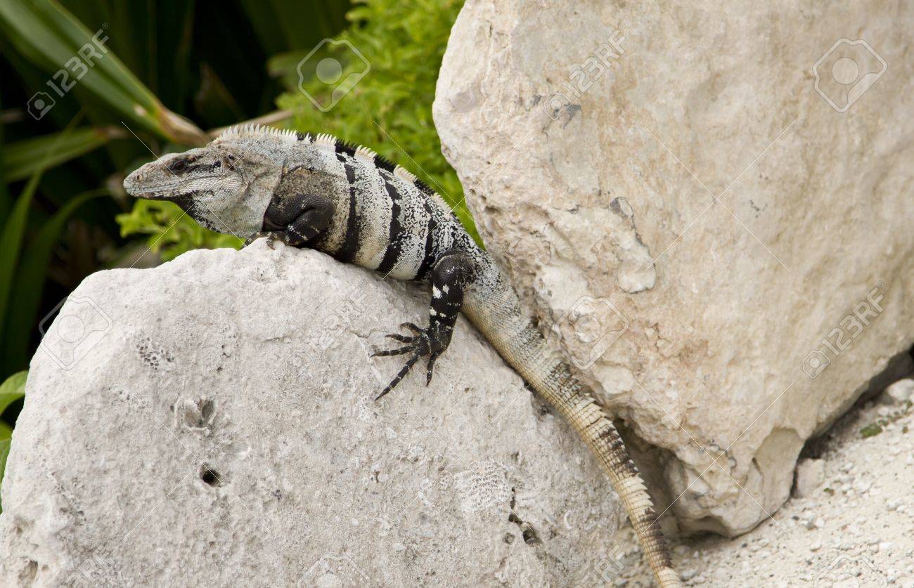 iguana white