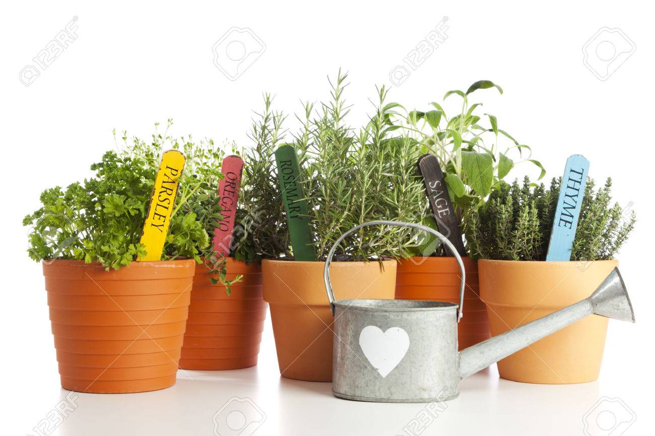 Prezzemolo, origano, rosmarino, salvia e thame in vasi di fiori ...