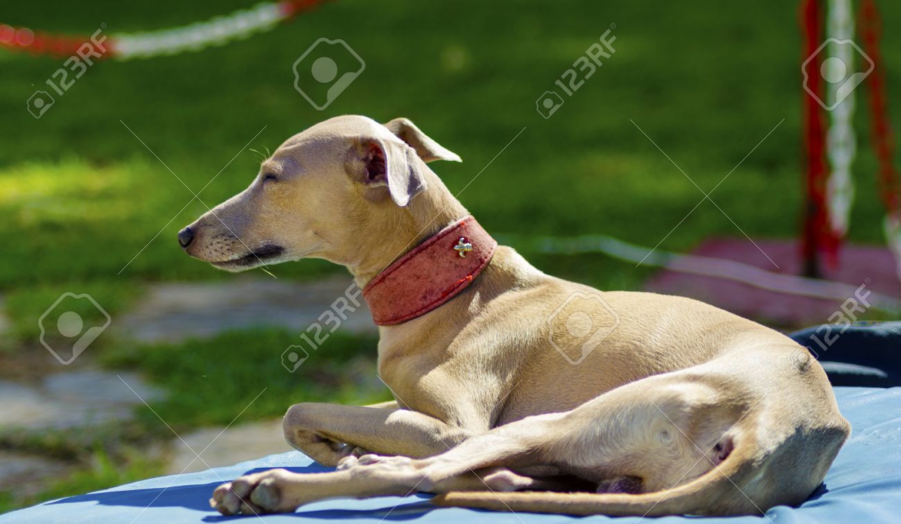 Een kleine beige bruin italiaanse greyhound hond liggen. grey ...