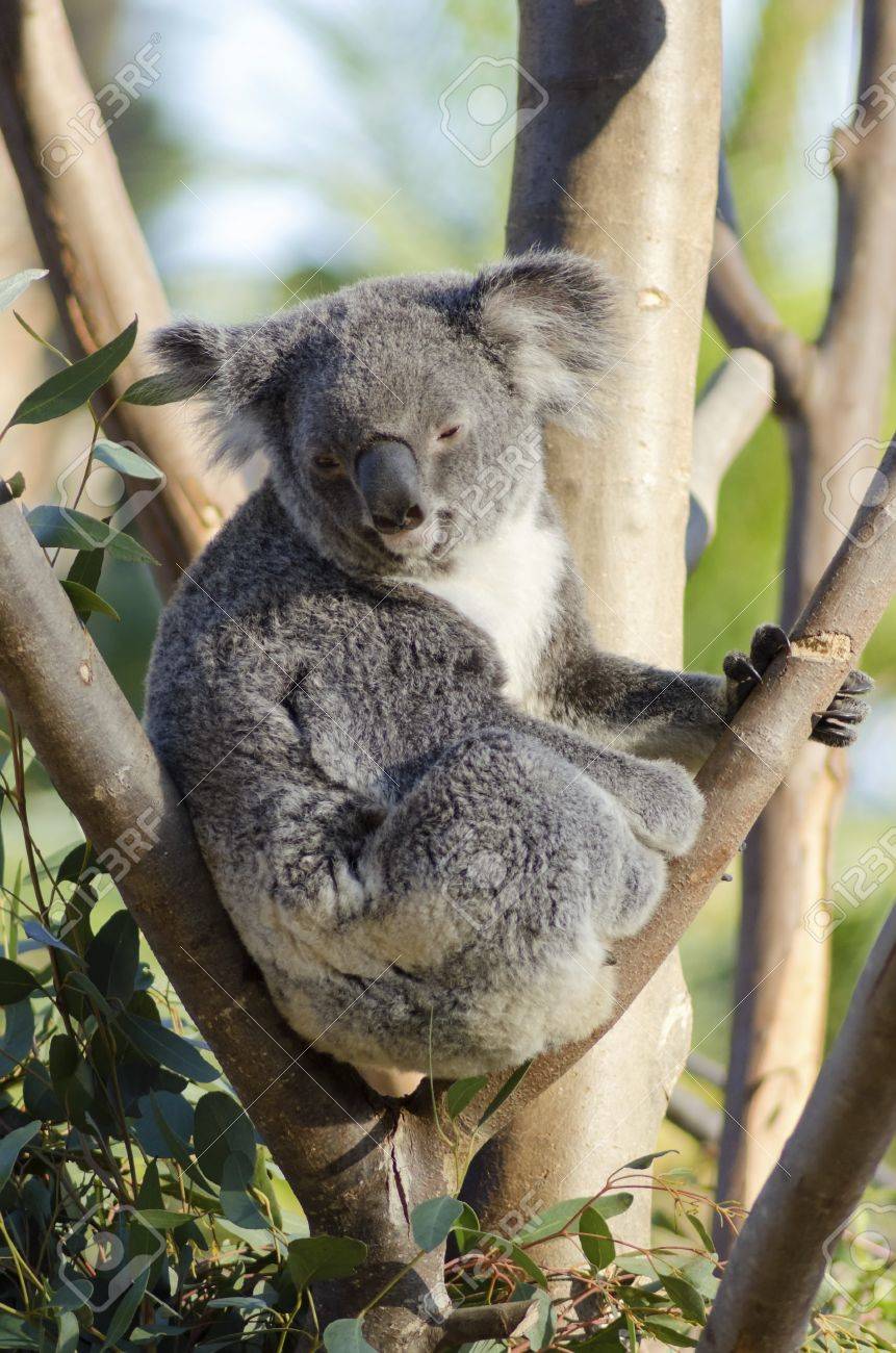Un simpatico adorabile koala orso adulto seduto su un albero ...