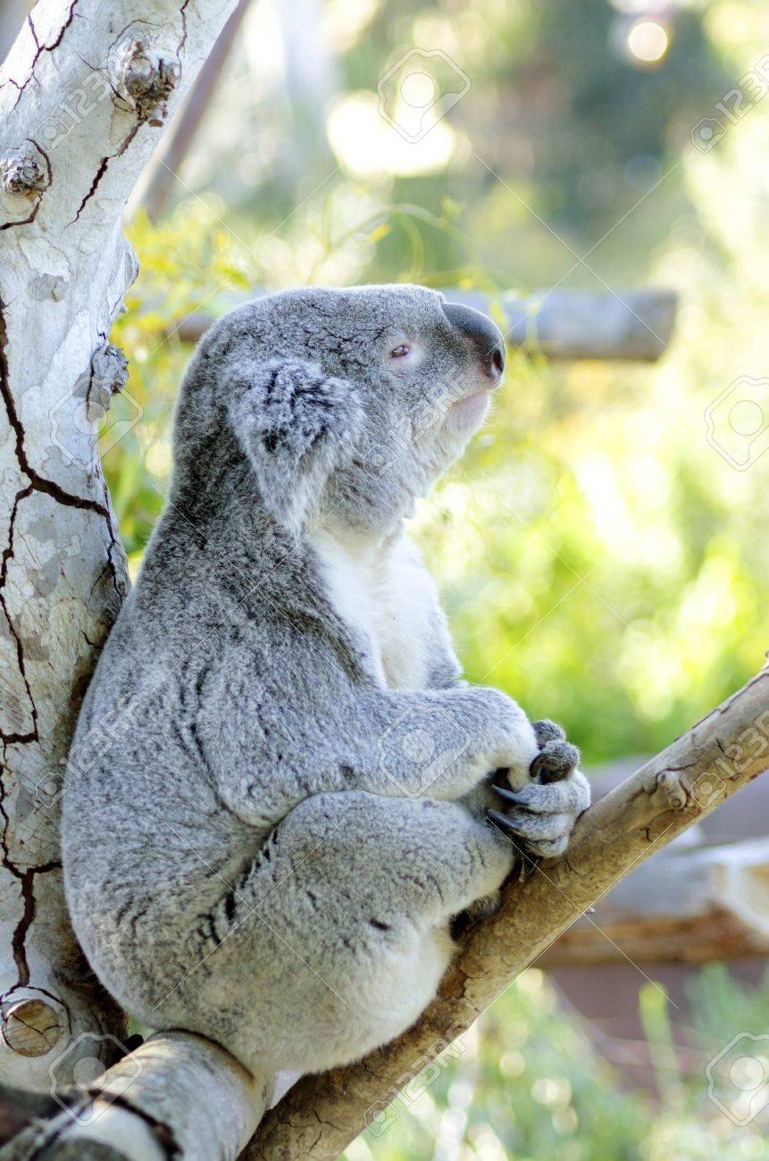 Un simpatico adorabile koala orso adulto seduto su un albero ...