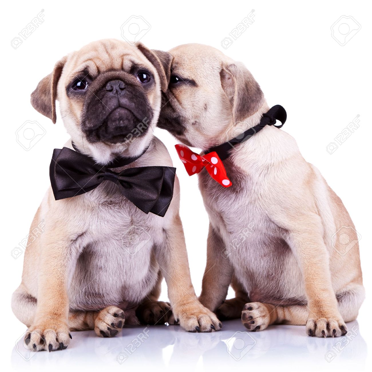 12581768-lady-mops-puppy-whispering-some