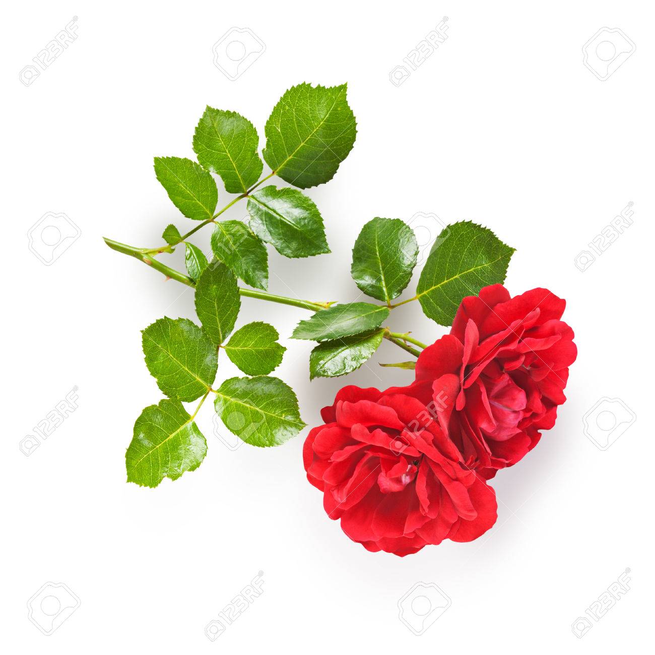 Single White Rose Stem Single White Rose Stem