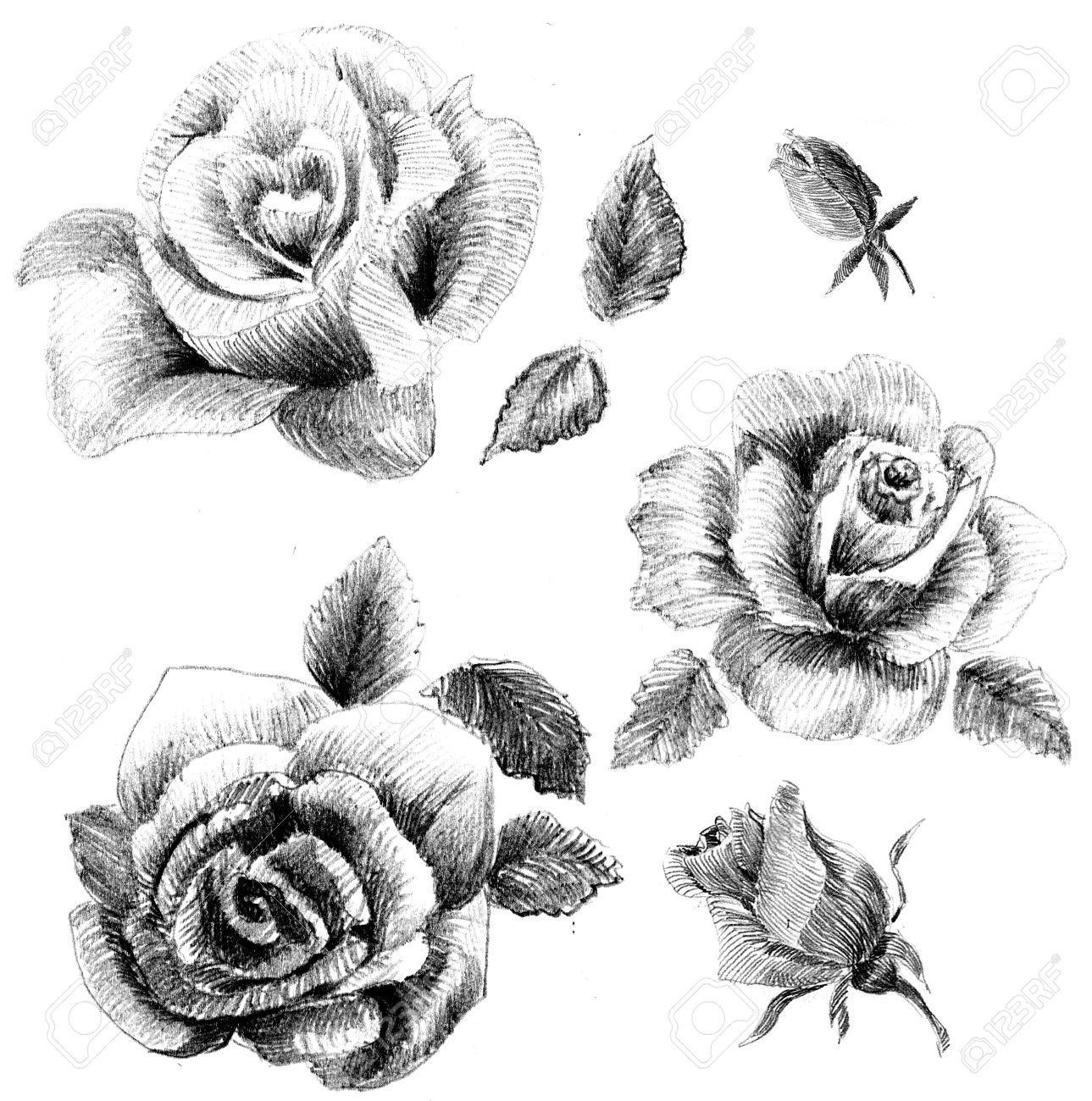 Rose Drawings In Pencil Outline