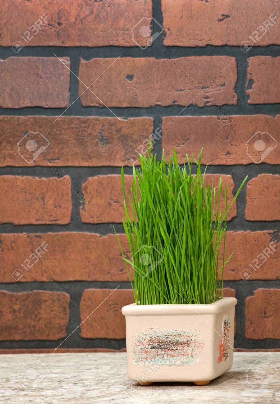 Bloempot met tarwe kiemen buurt bakstenen muur in de keuken ...