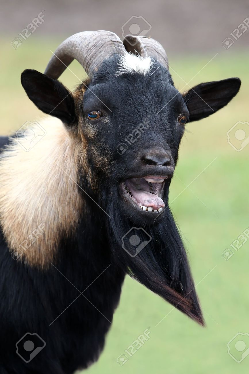 12165753-Billy-goat-or-male-goat-with-lo