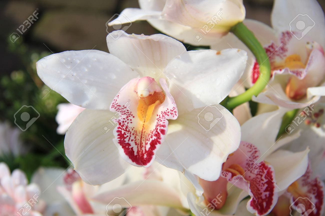 White Cymbidium Orchid Bouquet White Cymbidium Orchid Bouquet