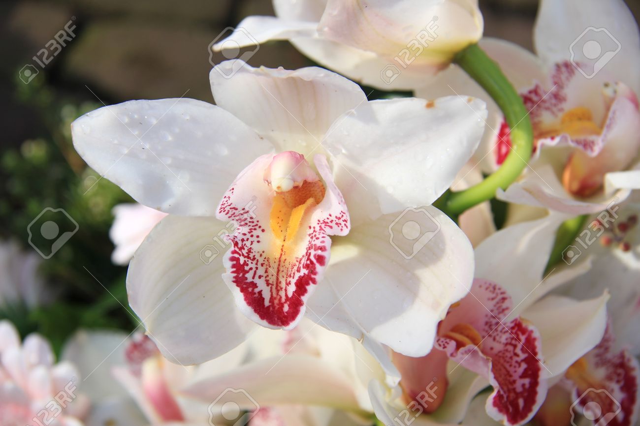 White Cymbidium Orchid Bouquet