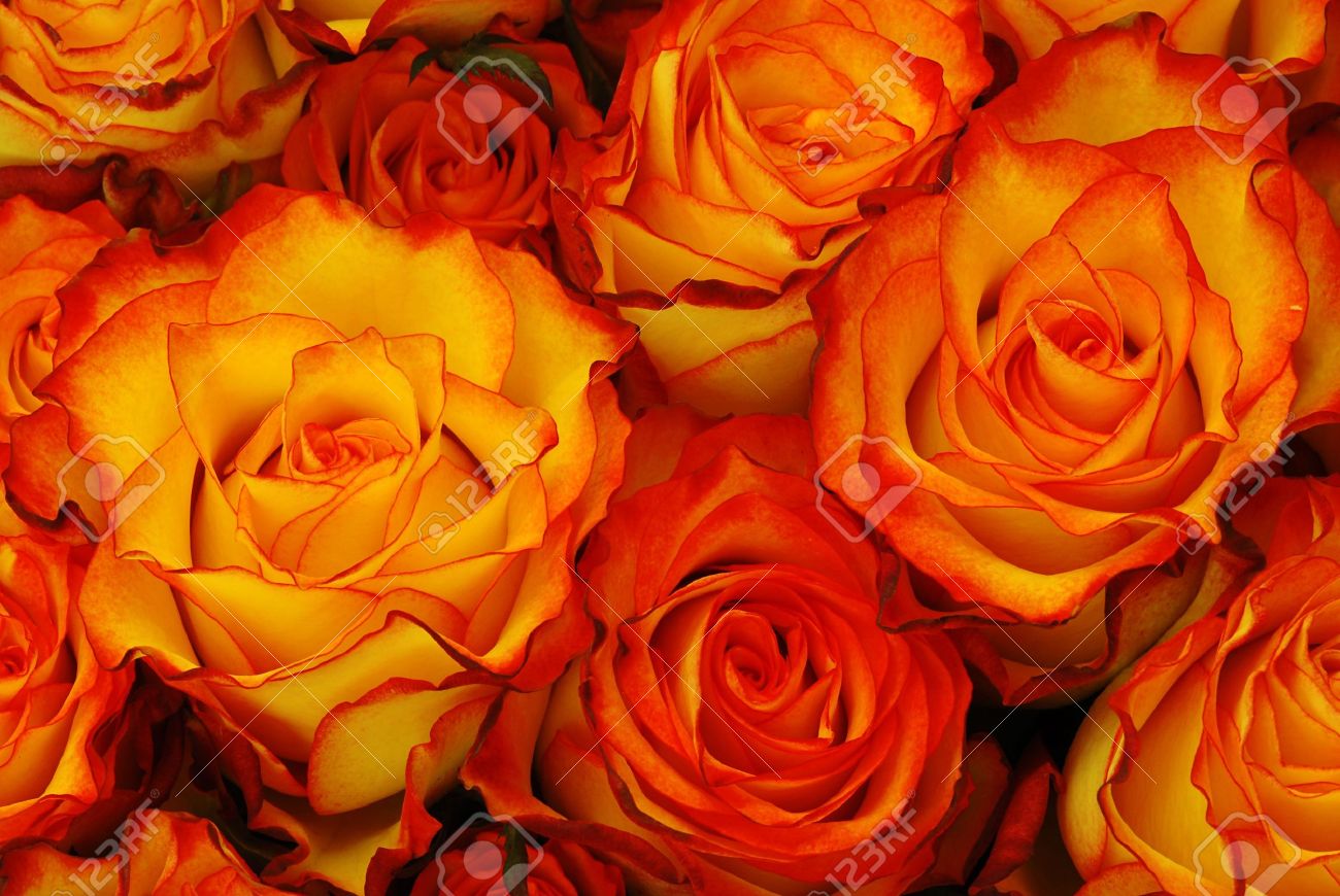 Real Orange Roses