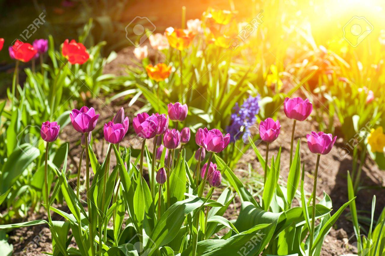 Foto de archivo , Calientes rayos del sol brillan hermosas las flores de tulipán