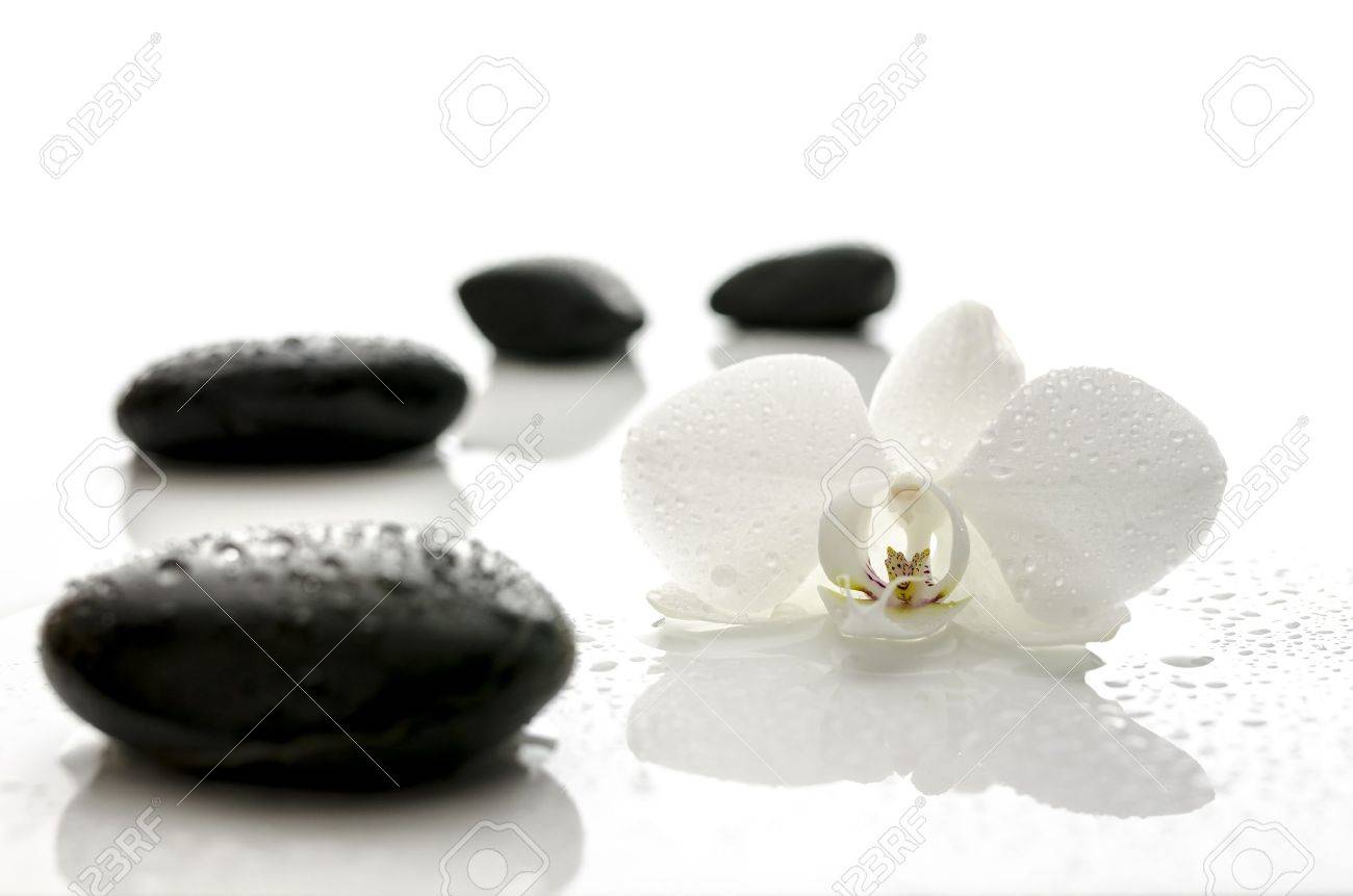 Black Orchid Flower Black Orchid Flower