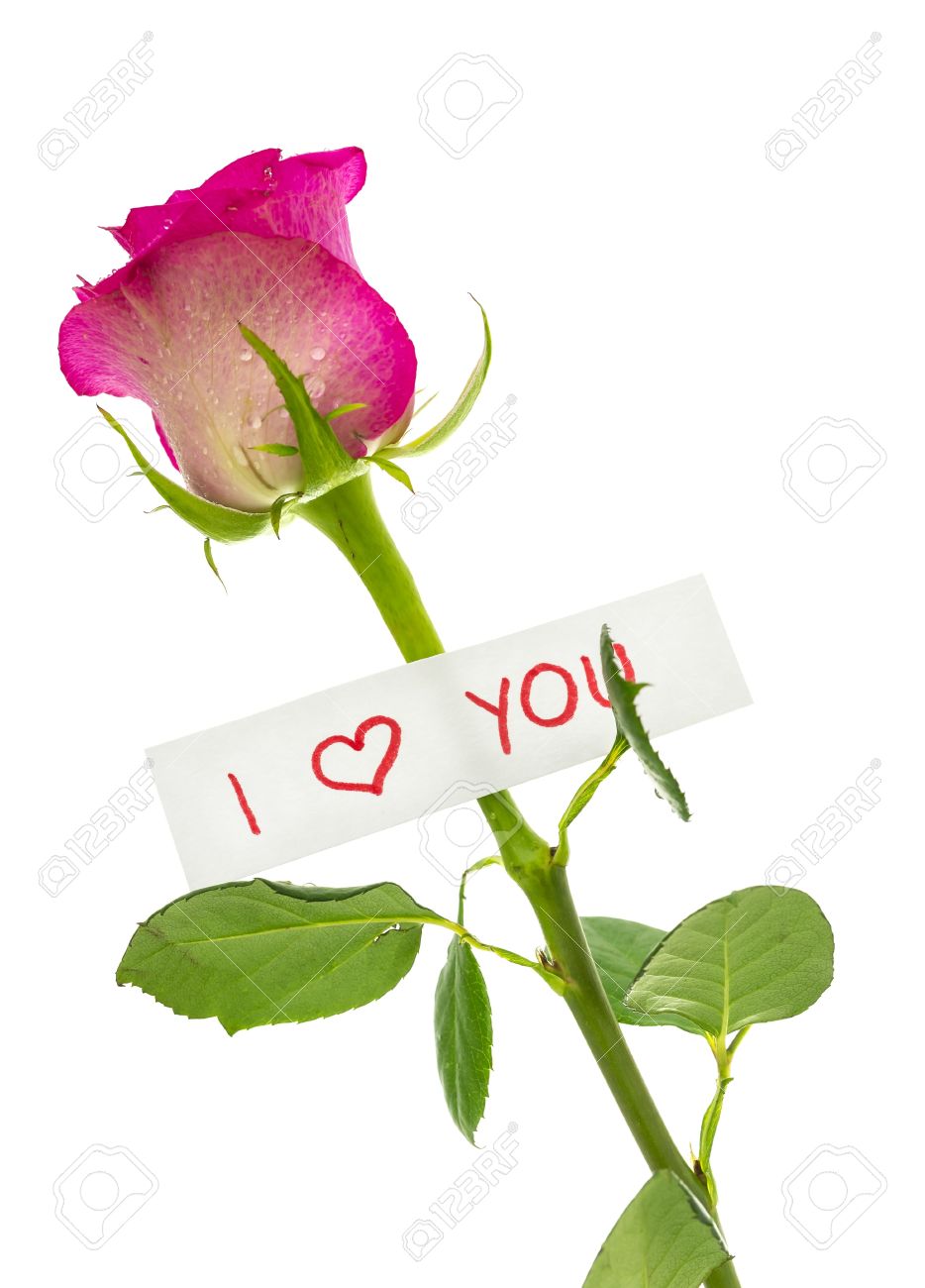 Pink Rose I Love You