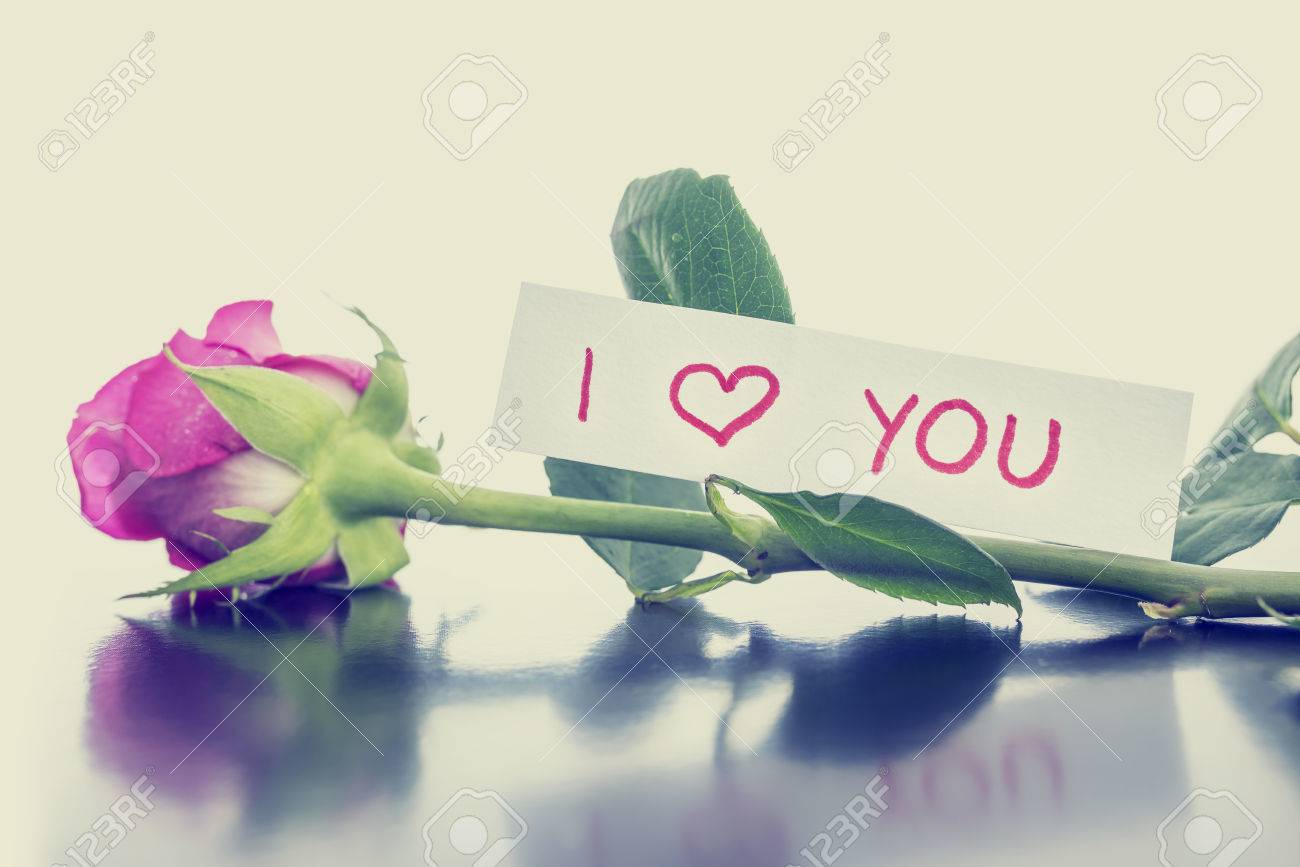 Pink Rose I Love You Pink Rose I Love You